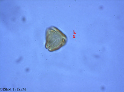 ISEM 1/Cornus_peruviana_28091/Cornus_peruviana_28091_0001(copy)_thumb.jpg